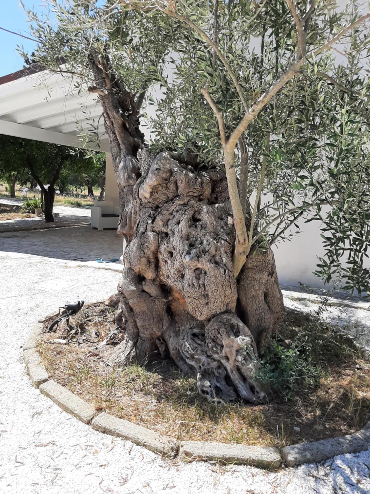 Tenuta Pizzi San Pietro Vernotico Extérieur photo